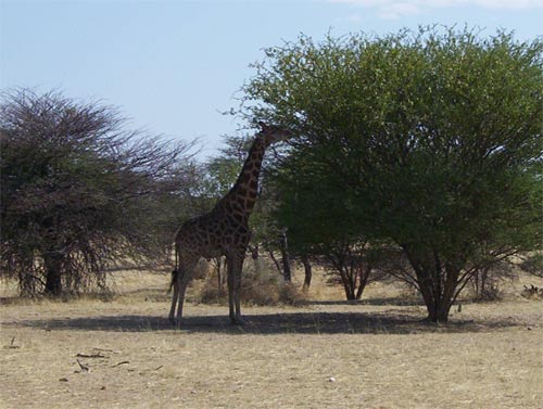 Namibia9